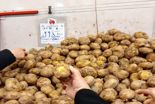 توزیع سیب‌زمینی تنظیم بازار در ۶٠ نقطه پایتخت / هیچ محدودیتی برای خرید وجود ندارد

