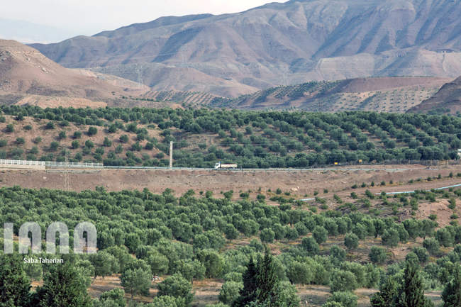  باغ بزرگ زیتون‌کشور در منجیل