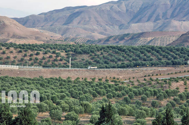  باغ بزرگ زیتون‌کشور در منجیل