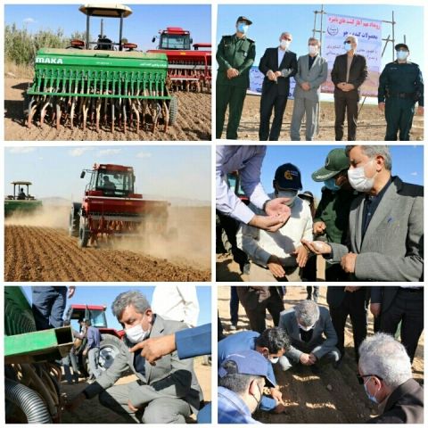 کشت پاییزه گندم در ۸۹۰ هزار هکتار اراضی کردستان آغاز شد