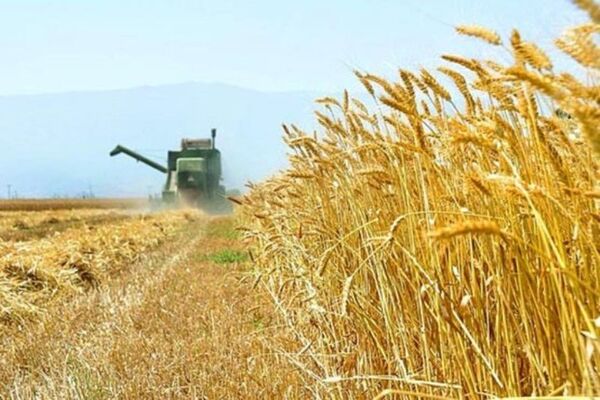 خرید ۱۰.۵ میلیون تن گندم مازاد بر نیاز کشاورزان در سال جاری
