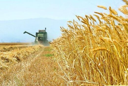 امکان اختلاط گندم و خاک در برداشت مکانیزه وجود ندارد
