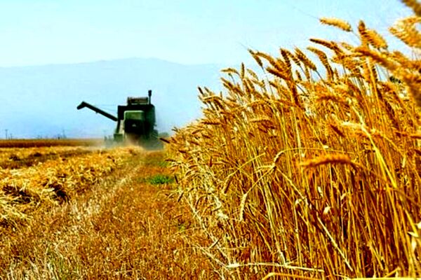 ۹۰ درصد گندم کشور مکانیزه کشت می‌شود
