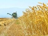 حفظ سه برگ انتهایی گندم نقش بسزایی در تولید گندم دارد