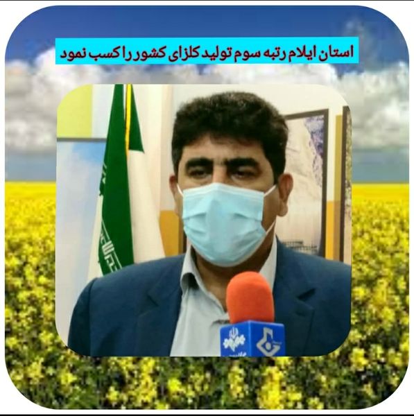ایلام رتبه سوم در تولید کلزای کشور 