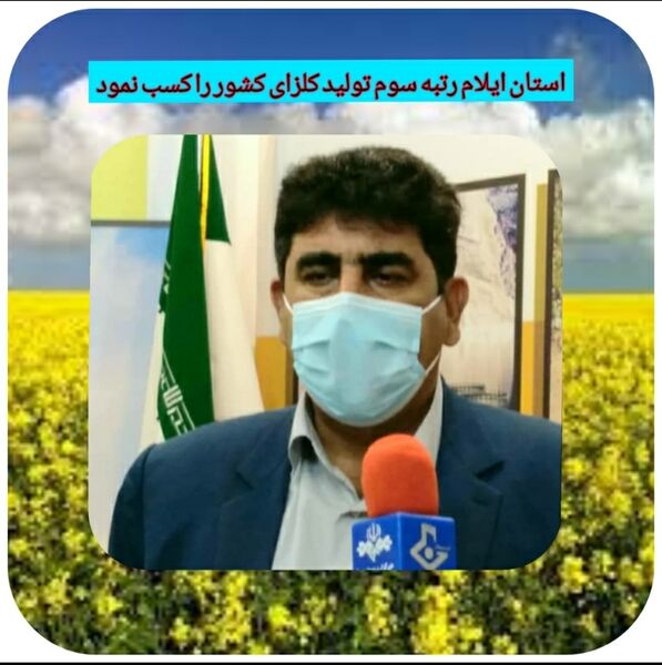 ایلام رتبه سوم در تولید کلزای کشور 