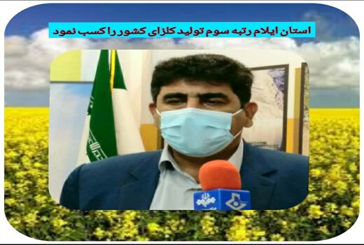 ایلام رتبه سوم در تولید کلزای کشور 