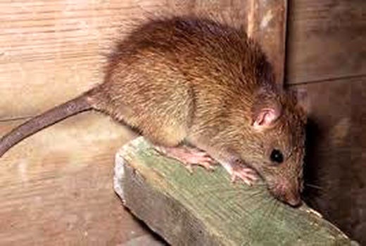 مبارزه شیمیایی درنخلستان های آبادان علیه جوندگان مضر