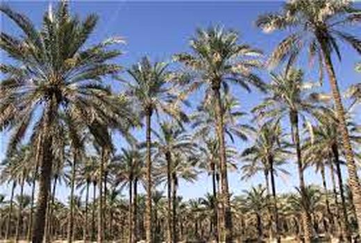 مبارزه با آفت زنجره نخیلات در شهرستان دشتستان