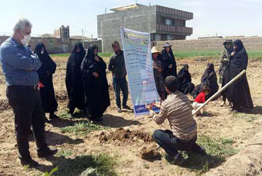 برگزاری کارگاه آموزشی مدیریت مزرعه گوجه فرنگی 