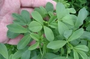 کشت یونجه در مرودشت به سه هزار هکتار رسید