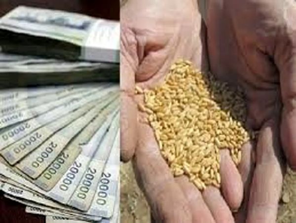 حق بیمه گندم‌کاران اعلام شد؛ از ۵۵۸ تا ۹۴۳ هزار تومان برای هر هکتار