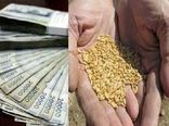 حق بیمه گندمکاران اعلام شد؛ از ۵۵۸ تا ۹۴۳ هزار تومان برای هر هکتار