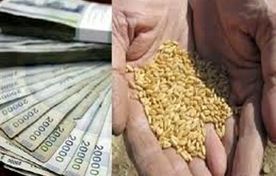 حق بیمه گندم‌کاران اعلام شد؛ از ۵۵۸ تا ۹۴۳ هزار تومان برای هر هکتار