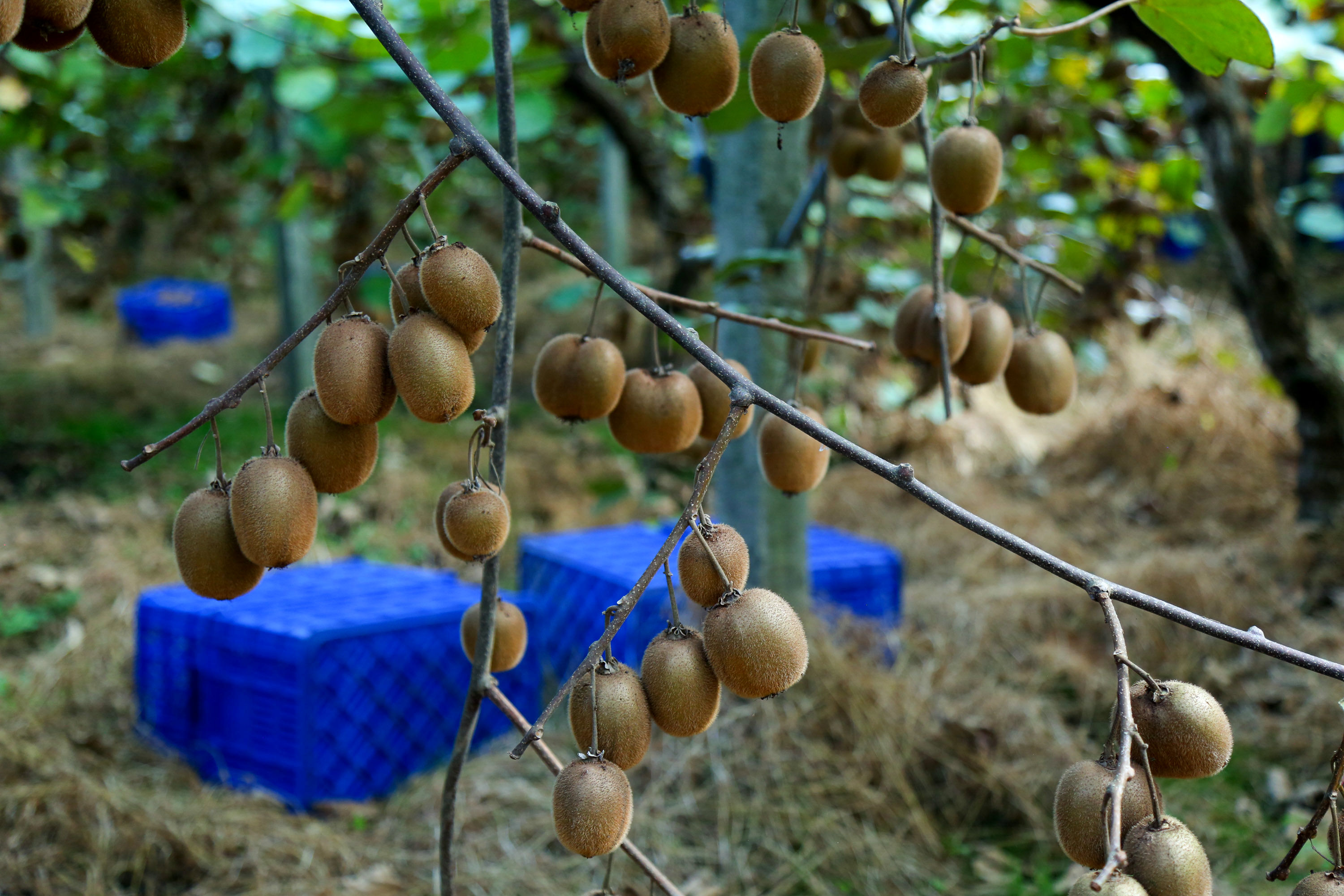  میوه ای شگفت انگیز به نام کیوی 