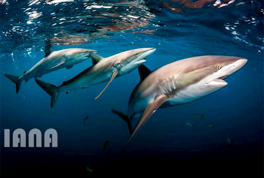 کوسه‌های ابریشمی در دریای کارائیب 