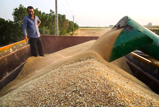 خرید تضمینی بیش از 9 میلیون تن گندم