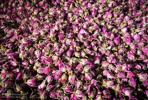 ضرورت توجه به صنایع تبدیلی در بحث گیاهان دارویی