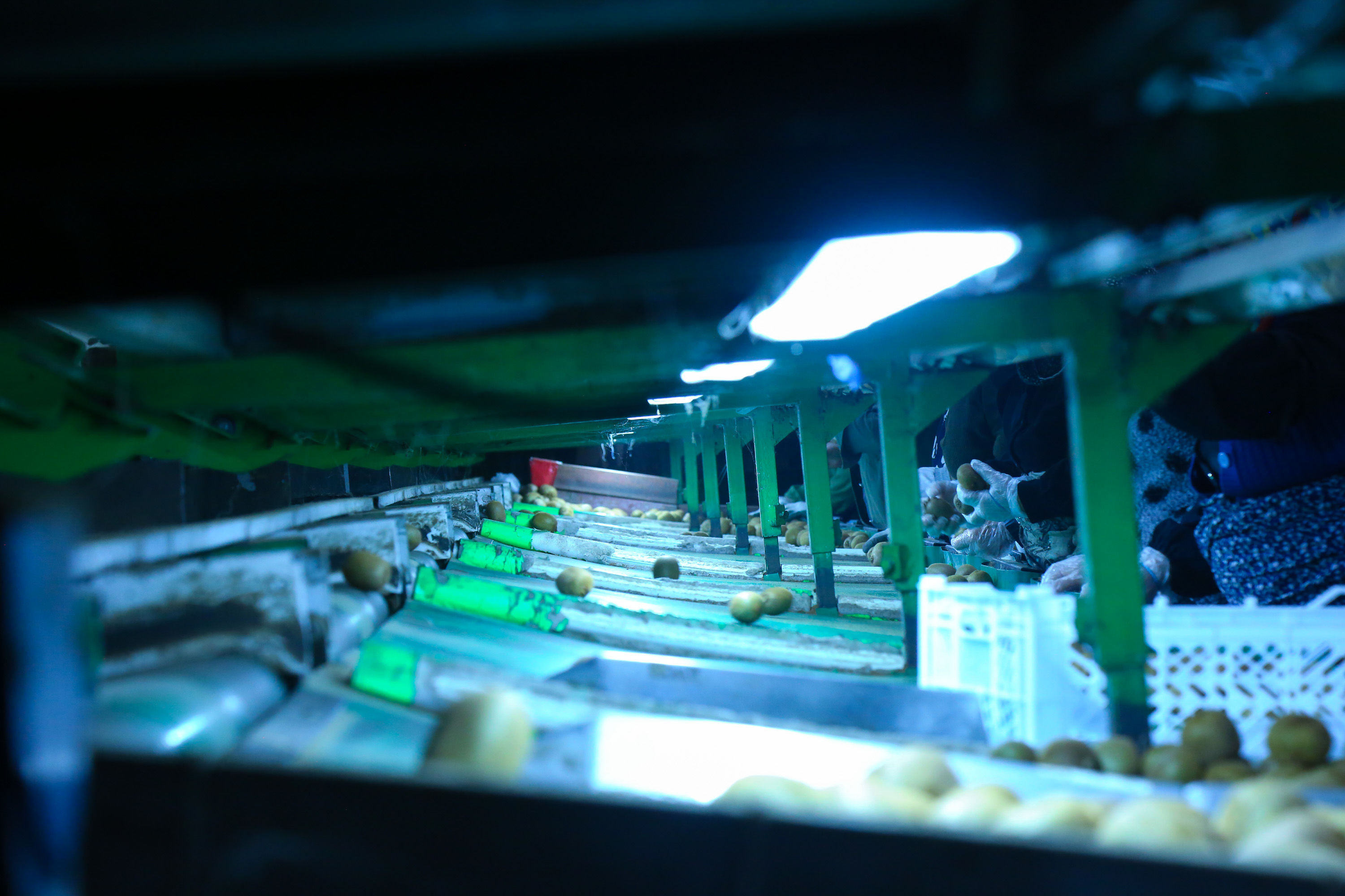  میوه ای شگفت انگیز به نام کیوی 