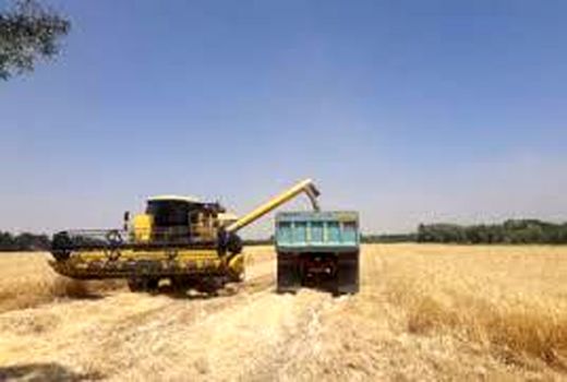 پیش‌بینی افزایش 10درصدی تولید جو در شهرستان قرچک