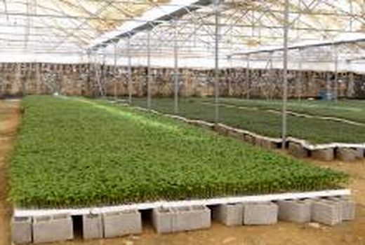 تولید نشا در گلخانه‌های کاکی 