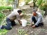 کاهش 35 درصدی برداشت گردو در شهرستان کاشان به دلیل سرمازدگی