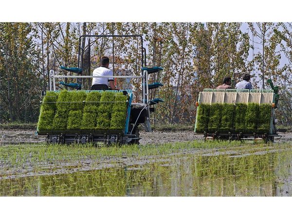 138 هزار هکتار شالیزار مازندران مکانیزه کشت شد