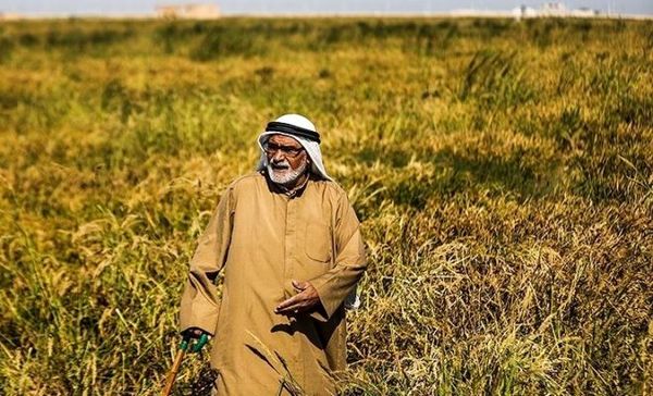 پیشبینی کشت قراردادی برنج در استان خوزستان