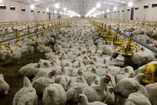 45 درصد مازاد تولید تخم مرغ در استان مرکزی