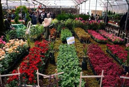 راهکارهای مناسب برای صادرات محصولات گلخانه‌ای