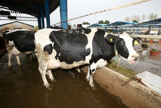 چهارمحال و بختیاری تبدیل به یک منبع ژنتیکی دامی شده است