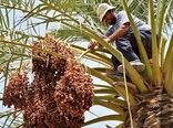 تولید خرما در سال ۱۴۰۴ به ۱.۶۸ میلیون تن می‌رسد

