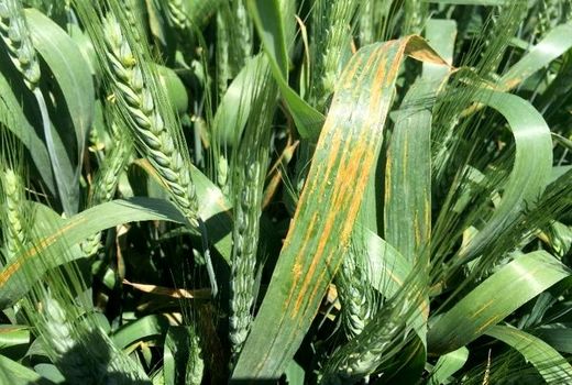 توضیخات موسسه تحقیقات گیاهپزشکی درباره بیماری لکه نواری باکتریایی