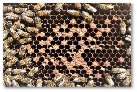 لارومیری و سموم کشاورزی گریبانگیر زنبورعسل کشور/ آیا امنیت غذایی تهدید می‌شود؟