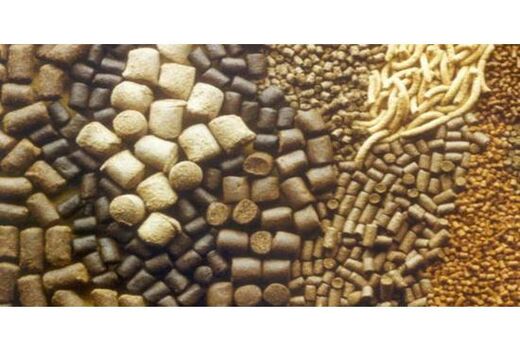 توزیع 3800 تن خوراک دام بین دامداران سوادکوه
