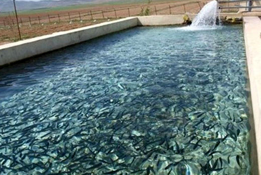 شهرستان سراب پیشرو در آبزی پروری آذربایجان شرقی 