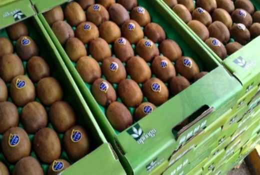  ممنوعیت صادرات زودهنگام کیوی 