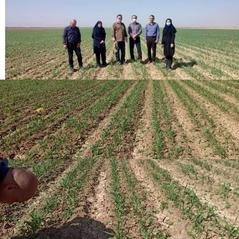بازدید کارشناسان فنی از روند کشت سورگوم در مزارع کشاورزی شهرستان بوئین زهرا