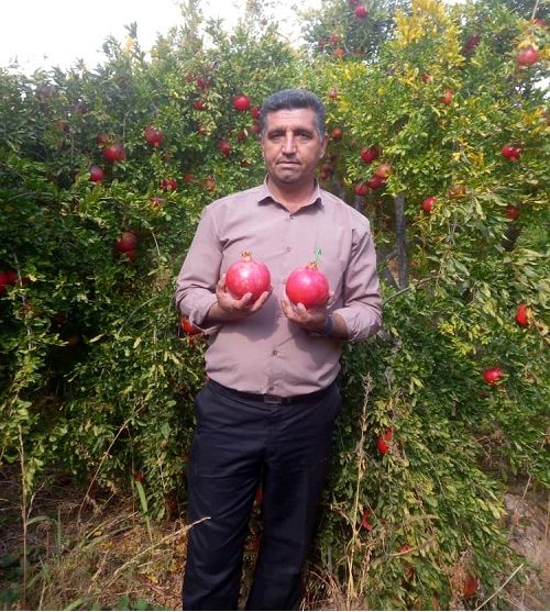 تولید 25 هزار تن انار در فسا