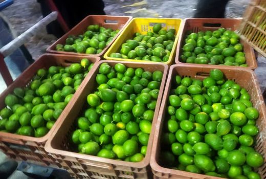 تولید 171 هزار تن لیموترش در قیروکارزین