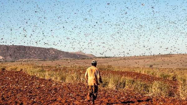 گله‌های بزرگ ملخ وارد دشت‌های استان بوشهر می‌شود 