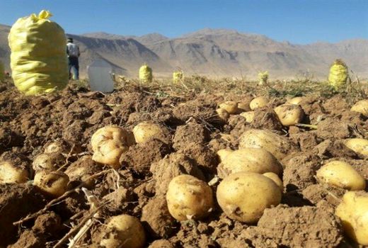 تولید بیش از ۱۳۸ هزار تن سیب زمینی در شهرستان قروه 