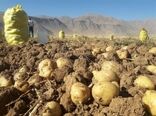 تولید بیش از ۱۳۸ هزار تن سیب زمینی در شهرستان قروه 