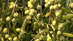 عشایر ایلام سالانه یک هزار میلیارد تومان محصولات باغی تولید میکنند