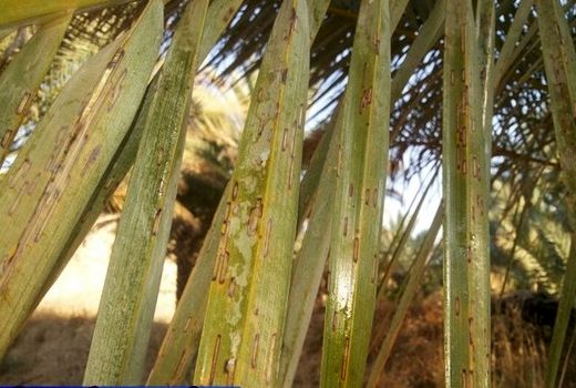 اختصاص 30 میلیارد ریال برای مبارزه با آفت خرما در استان کرمان