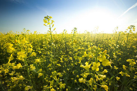توسعه کشت دانه‌های روغنی از اولویت‌های برنامه الگوی کشت است