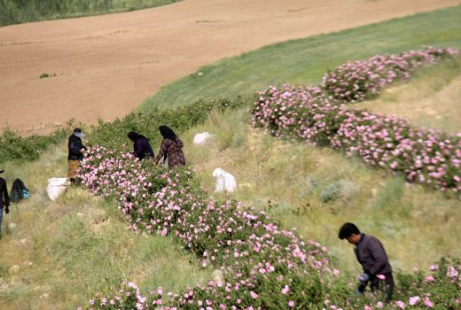 کارآفرینی با رایحه گل‌محمدی در ‌چهارمحال و بختیاری