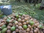 گردوی اقلید میزبان سفره ایرانیان