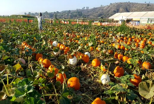نقش تکنولوژی در مدیریت مزارع خانوادگی