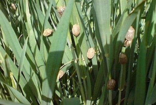 مبارزه با سن غلات در مزارع اصفهان به پایان رسید